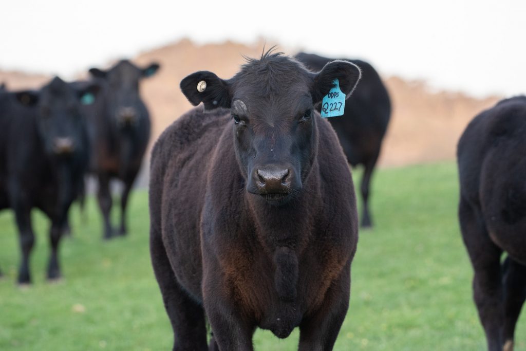 Picture of an Angus cow