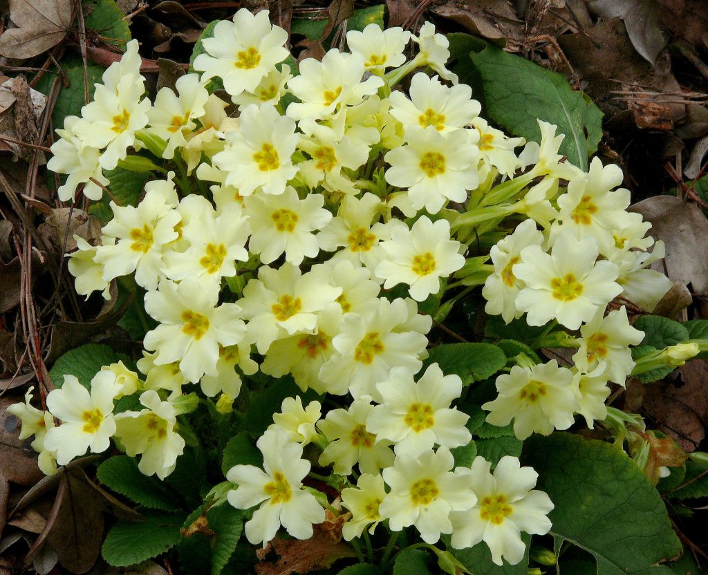 Primroses