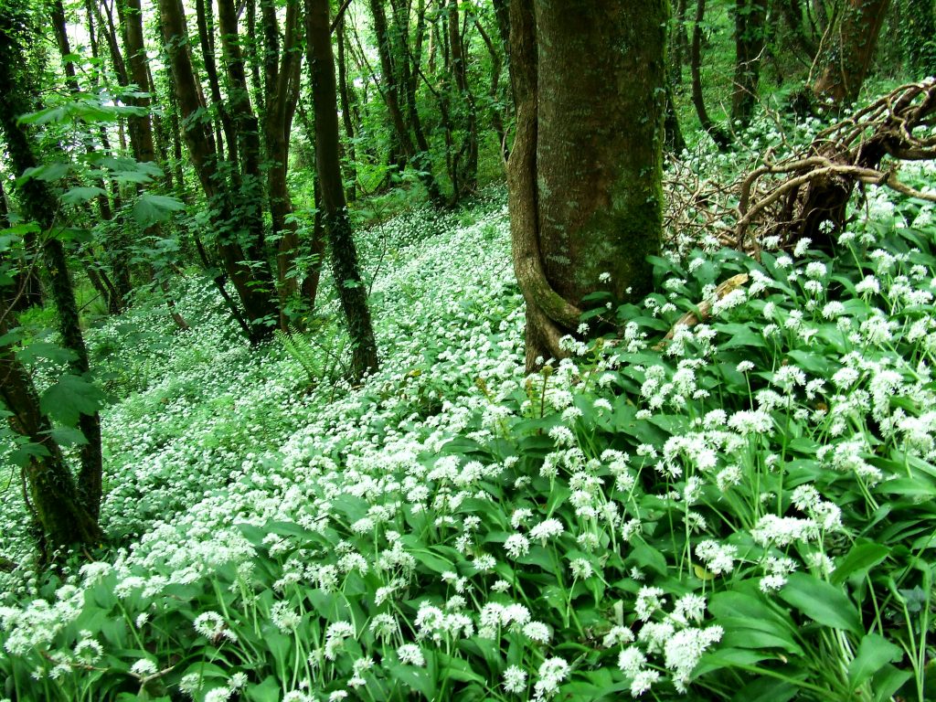 Wild garlic growing in a woodland