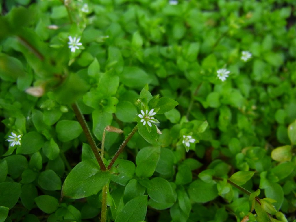 Chickweed