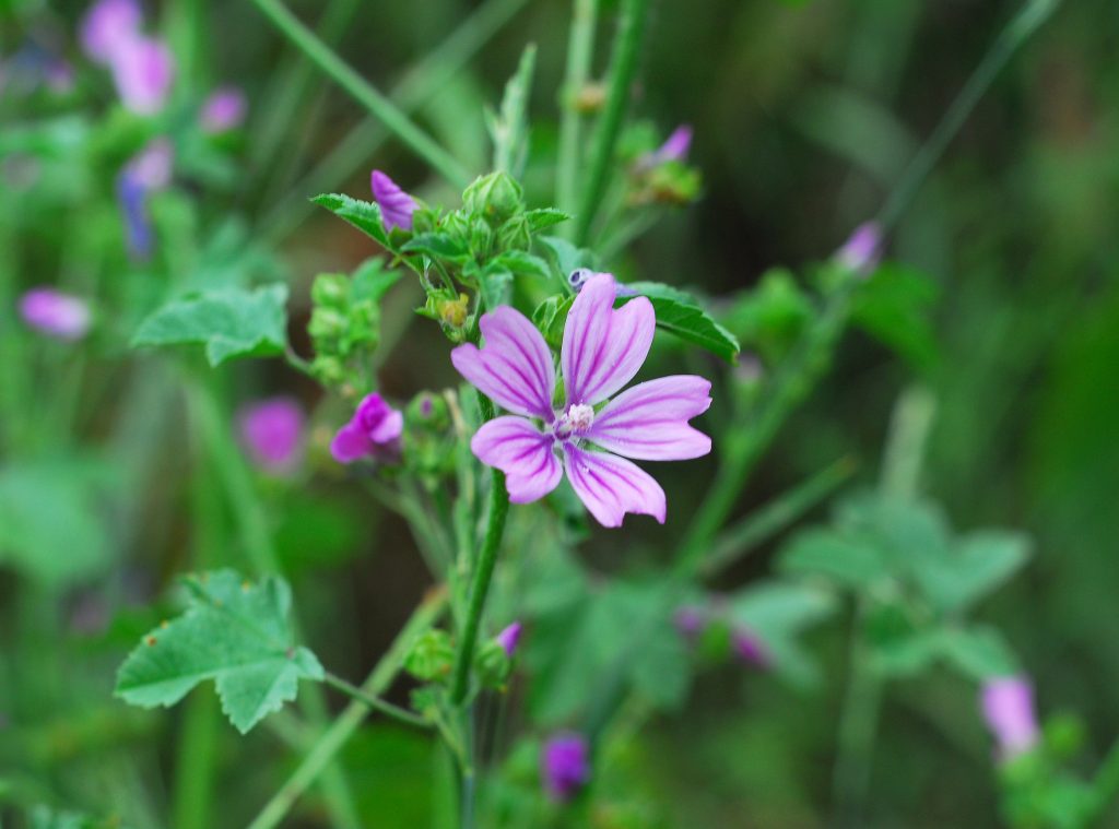 Mallow
