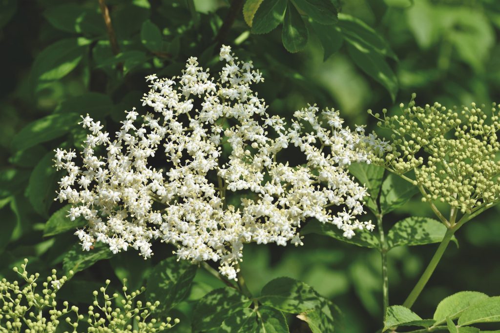 Elderflower growing wild